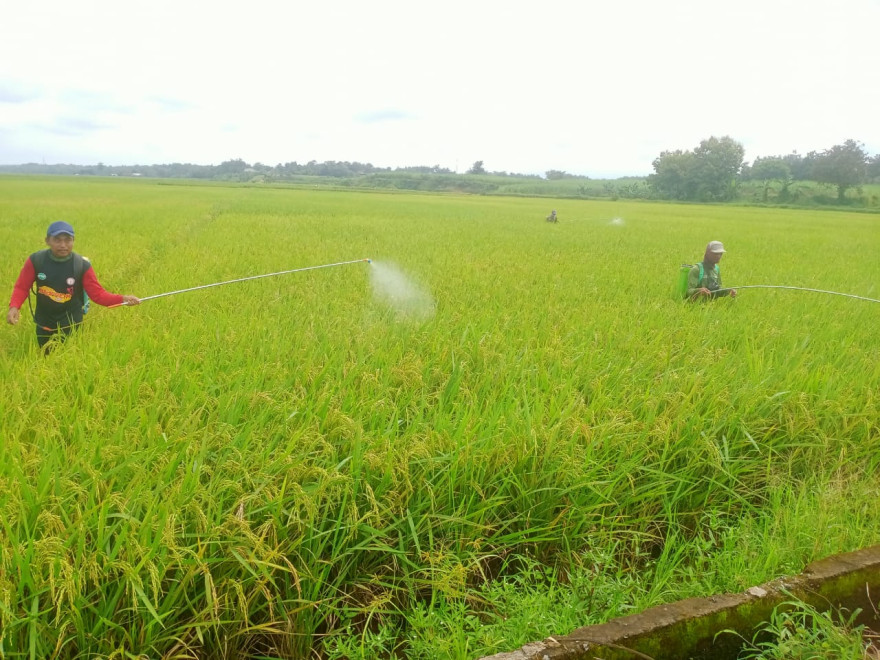 Penyemprotan pengendalian hama wereng di blok sawah purwogondo yang didampingi PPL dari kecamatan Kalinyamatan